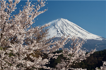 バルコニーから富士山と桜 2022年4月撮影