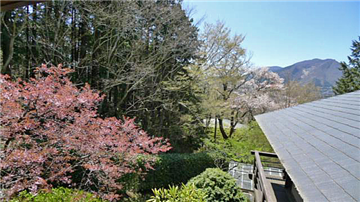 敷地内の桜、箱根外輪山の眺望／和室３から南西方向を撮影