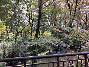 バルコニーから撮影した紅葉が始まった敷地内の樹木