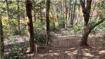 敷地内東側から南西方向を撮影