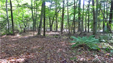 敷地内（南側を撮影）