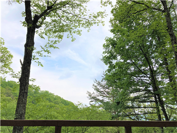 バルコニーより望む新緑の景色