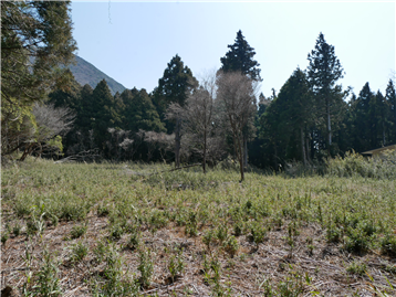 元箱根・大芝