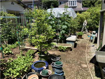 お庭で家庭菜園をお楽しみいただけます