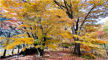 秋の風情を感じられる庭