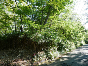 接道から敷地北部分を撮影　