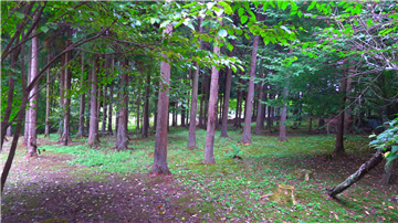 敷地内（南東方向を撮影）