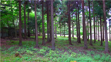 敷地内（南方向より撮影）