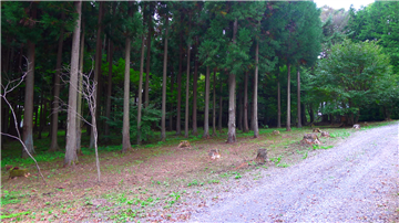 北東側前面道路より敷地内（南西方向を撮影）