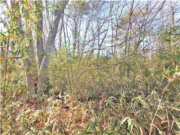 敷地内東側より西方向