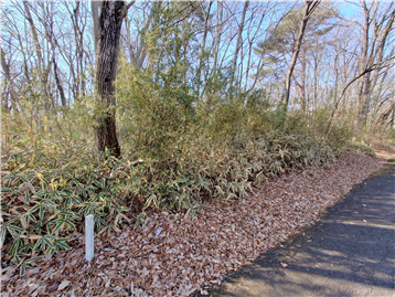 接面道路の東側より敷地内西方向