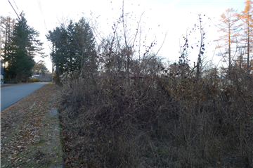 敷地内（西方向を撮影）