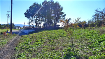 敷地南方向を撮影