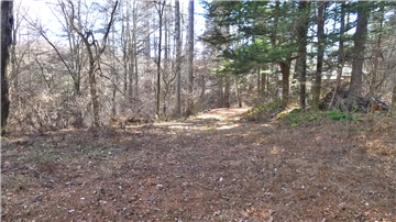 敷地内（南側を撮影）