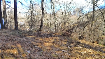 敷地内（東側を撮影）