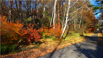 前面道路より敷地内(北東方向を撮影)