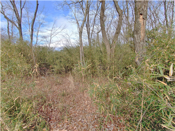 敷地内南側より北方向