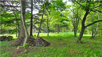 敷地内（西側を撮影）