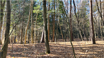 敷地西方向を撮影