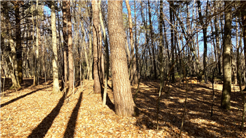 敷地北東方向を撮影