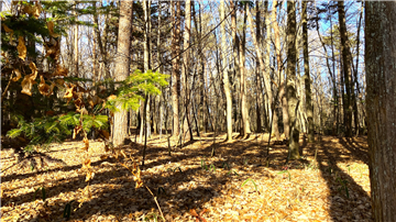 敷地北方向を撮影