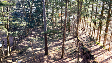 ２階洋室２から見たお庭