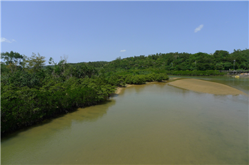 慶佐次のヒルギ林まで約27.6km(車約39分)