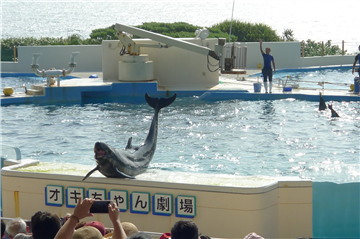 海洋博記念公園内のオキちゃん劇場まで約8.1km(車14分)