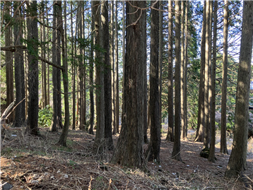 敷地内にて撮影／南西側から北東側を撮影
