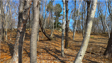 敷地内（北東方向を撮影）