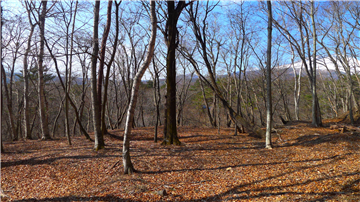 敷地内（西方向を撮影）