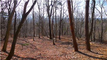 敷地内（南西方向を撮影）