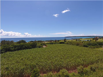 現地高さ8mから南西側を撮影／ドローン撮影