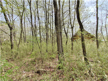 敷地内北側より南方向