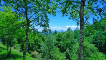 白樺と南アルプスの眺望（和室より南方向を撮影）