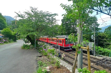 あじさいを楽しむ箱根登山鉄道