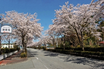 マンション入口の桜並木：期間限定でライトアップされます